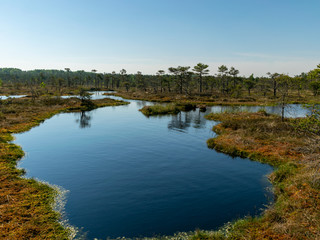 Wall Mural - beautiful landscape with swamps and swamp lakes