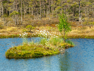 Wall Mural - bog grass fragments and blurred bog plant background