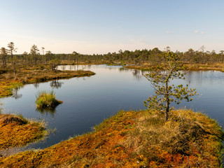 Wall Mural - beautiful landscape with swamps and swamp lakes