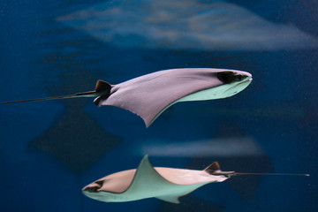 Tahitian stingray (Himantura fai) swims in a large aquarium