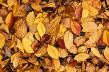 Autumn Brown Leaves On The Ground Top View