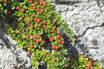 Red berries and green leaves of cotoneaster on a stone wall background.