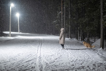 Walk With The Dog In The Night-in The Snow By The Light Of Lanterns.