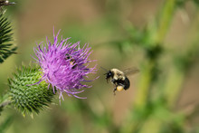 Bumblebee Flying To Bull Thistle Flowers 