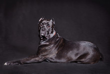 Big Beautiful Black Dog Breed Italian Cane Corso On A Black Background