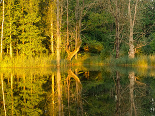 Wall Mural - beautiful trees sunrise light in the morning