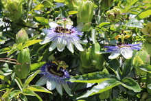 Passionflower Flowers