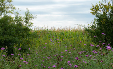 green grass  corn field and flowers