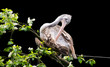 Brown Pelican Pelecanus occidentalis shaking water off feathers with flapping wings, drops of water glittering andsitting on a branch.