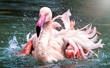 Flamingo bird close-up profile view in the water displaying its spread wings, beautiful plumage, head, long neg, beak, eye in its surrounding and environment with water background, splashes in water.
