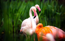 Flamingo Bird Close-up Profile View, Beautiful Plumage, Head, Long Neg, Beak, Eye In Its Surrounding And Environment With Water Background, Splashes In Water, Standing In The Grass .