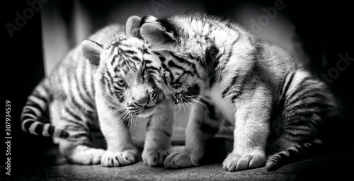 Fotografía A pair of white tiger resting side by side