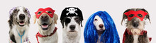 Banner Five Dogs Celebrating Carnival, Halloween, New Year Wearing Pirate Hat, Blue Wig, Red Mask, Cape And Doctor Costume. Isolated On White Background..
