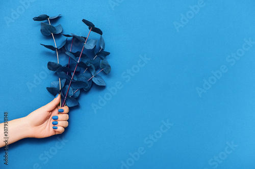 Ταπετσαρία τοιχογραφία Female hand with trendy blue manicure and branches of eucalyptus on blue background