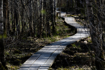 Plank hiking path in the woods