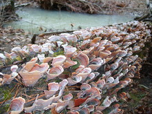 Turkeytail Fungi Cluster On A Rotting Log Near A Creek, Mushrooms, Lichens, Arkansas