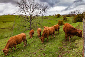 Canvas Print - Allassac (Corrèze, France) - Elevage de limousines