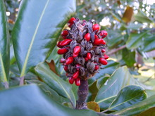 Vivid Red Seeds In A Magnolia Tree Seed Pod