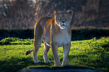 Poster - A lioness, back lighting, looks forward at the camera as it stands on the grass