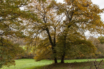 Sticker - Saint Viance (Corrèze, France) - Vue automnale
