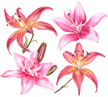 Elegant Lilies, Pink Lily Flowers On An Isolated White Background, Watercolor Flower, Stock Illustration, Big Collection, Set.