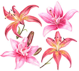 Elegant lilies, pink lily flowers on an isolated white background, watercolor flower, stock illustration, big collection, set.