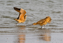 Long-billed Curlew (Numenius Americanus) Threatening Other One, Galveston, Texas