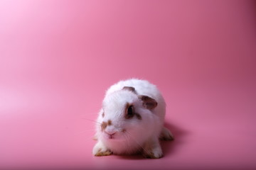 One little white rabbit ball and brown eye rim are learning to walk on a pink background.