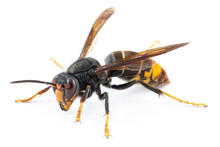 Asian Hornet, Also Known As The Yellow-legged Hornet (Vespa Velutina) On White.