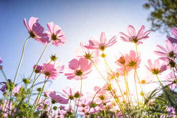 Wall Mural - Nature of pink flower cosmos in garden using as cover page background natural flora wallpaper or template brochure landing page design