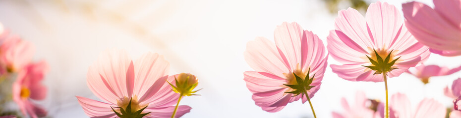 Nature of pink flower cosmos in garden using as cover page background natural flora wallpaper or template brochure landing page design