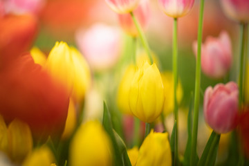 Nature of tulip flower in garden using as cover page background natural flora wallpaper or template brochure landing page design