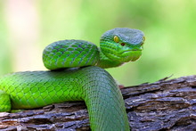 White Lipped Island Pit Viper Snake, Trimeresurus Insularis, Venomous Snakes