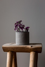 Portrait Shot Of A Wandering Jew Lilac Against A Grey Background