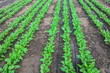 young beet plants with drip irrigation in spring.