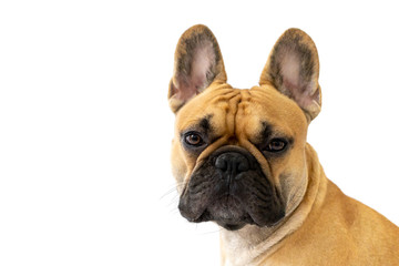  Milo the Frenchie - French Bulldog - White Background