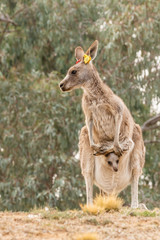 Wall Mural - Eastern Grey Kangaroo female with red and yellow tags
