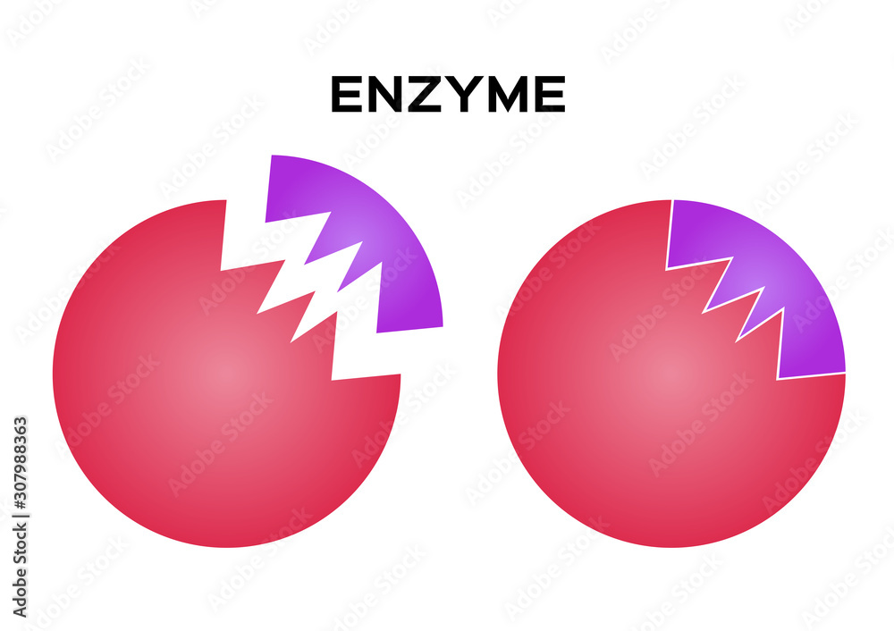 Enzyme Digested Vector digestive enzyme vector on white background Stock Vector | Adobe Stock