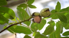 Ripe Walnuts In Broken Peel On Branch. Ripe Walnut Growing On A Tree
