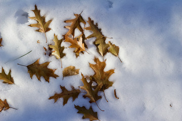 Wall Mural - Close up view of dry fallen oak leaves nestled on top of a fresh white snow background in winter