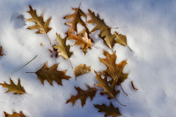 Wall Mural - Close up view of dry fallen oak leaves nestled on top of a fresh white snow background in winter