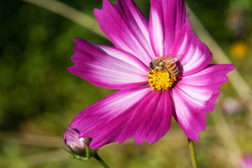 Wall Mural - Sydney Australia, bee on a pink and white cosmos wildflower 