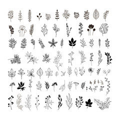 Handdrawn leaves and flowers. Floral clipart. Leaf sketches. Botanical collection