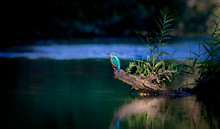 Beautiful Nature Scene With Common Kingfisher Alcedo Atthis. Wildlife Shot Of Common Kingfisher On The Branch. Common Kingfisher In The Nature Habitat. In The Light, Sit Over Water River.