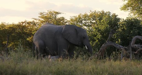 Wall Mural - majestic african elephant feeding in natural habitat in moremi game reserve, botswana safari wildlif