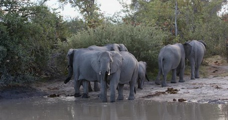 Wall Mural - majestic african elephant on waterhole, in natural habitat in moremi game reserve, botswana safari w