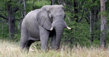Wall Mural - majestic african elephant feeding in natural habitat in moremi game reserve, botswana safari wildlif