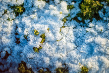 A Small Layer Of Snow On The Green Grass, Taken At The Beginning Of Winter