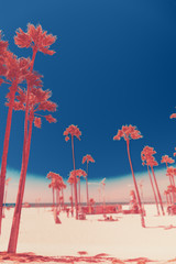 Tripical beach with palm trees. Holiday and vacation concept. California landscape. Surreal coral and blue toning. Vertical