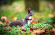 Squirrel sitting in the autumn park sunshine autumn colors
